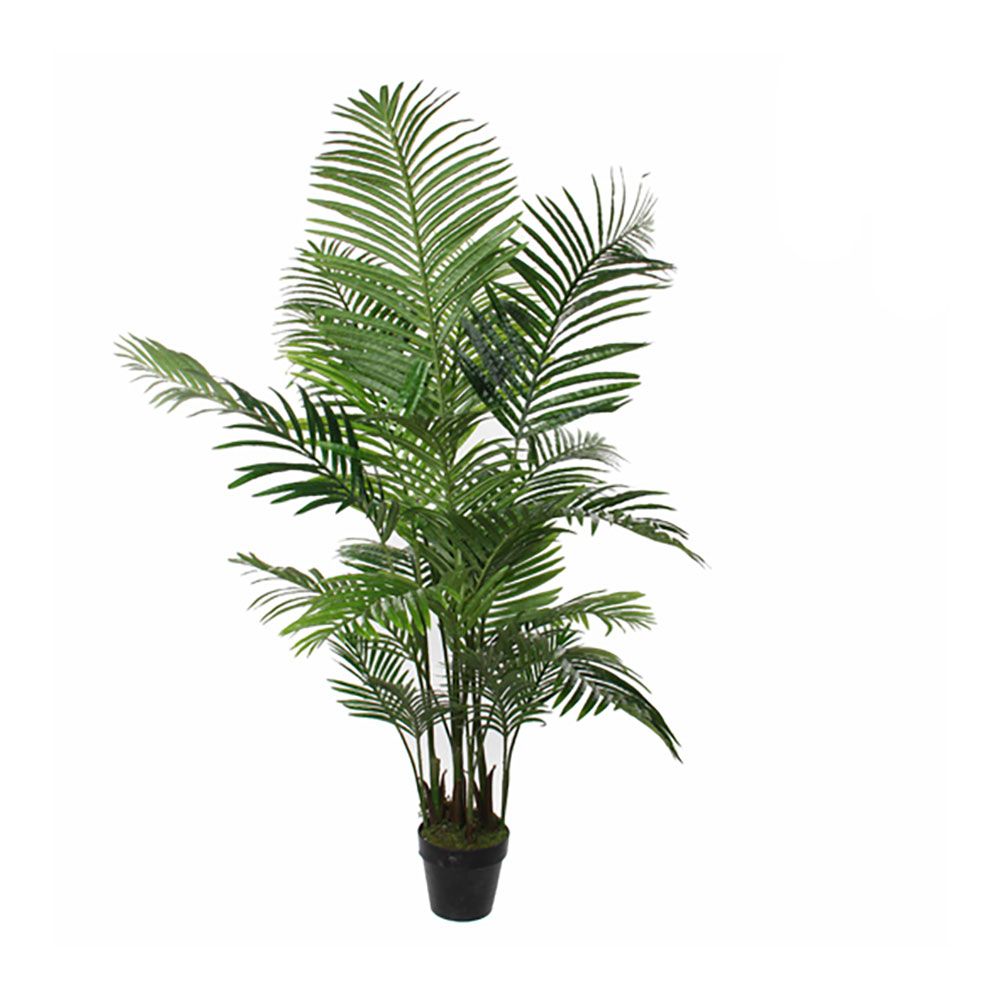 MACETA DE PALMERA ARECA, Ø80 x 160 cm