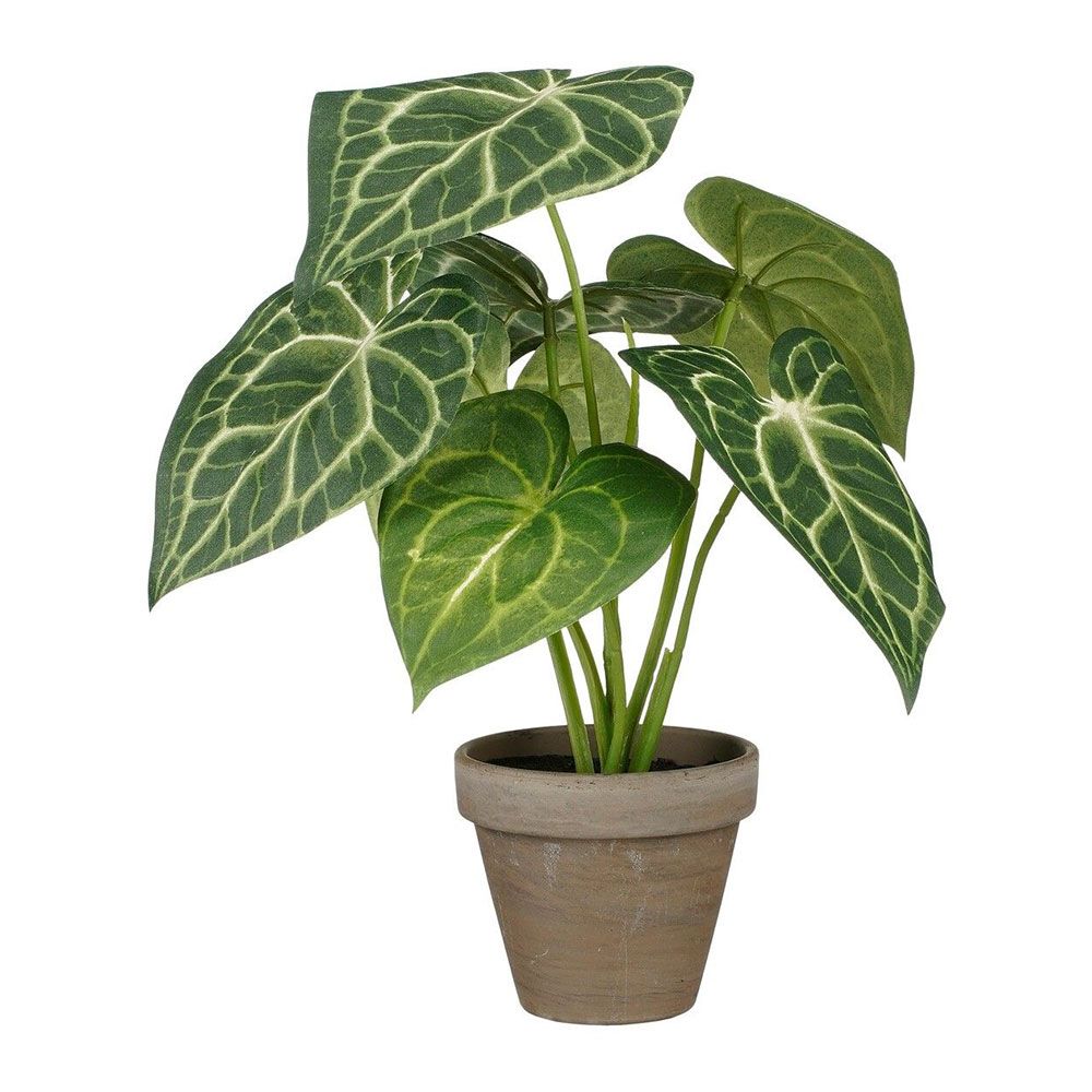 MACETA CALADIUM OREJA DE ELEFANTE VERDE, Ø21 x 28 cm